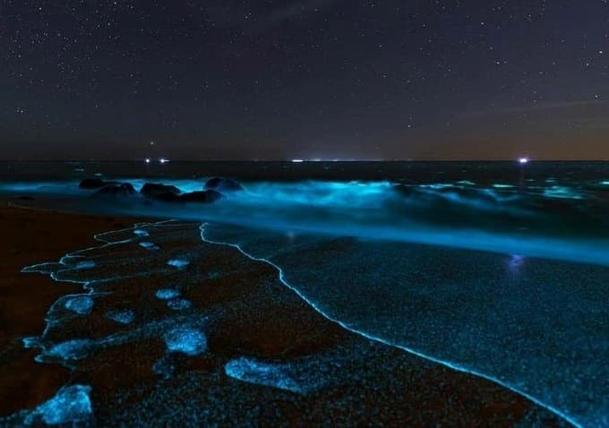 تور فیتوپلانگتون ها | راهنمای مشاهده، شناسایی و اهمیت در دریاها