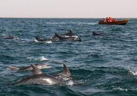 تور جزيره هنگام با تخفيف ويژه قشم تخفيف | ديدن دلفين ها و سواحل بکر خليج فارس